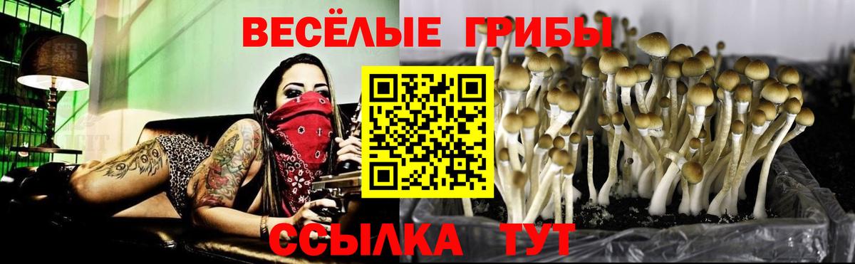 Псилоцибиновые грибы Cubensis Лысьва